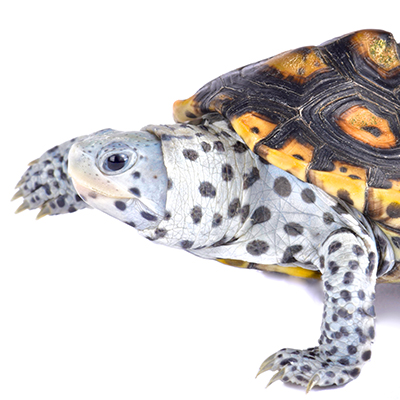 Turtles