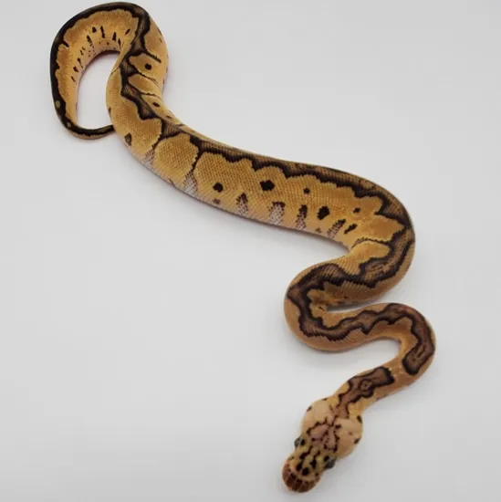 Clown Genetic Banded Pastel Ball Python by BADD Reptiles