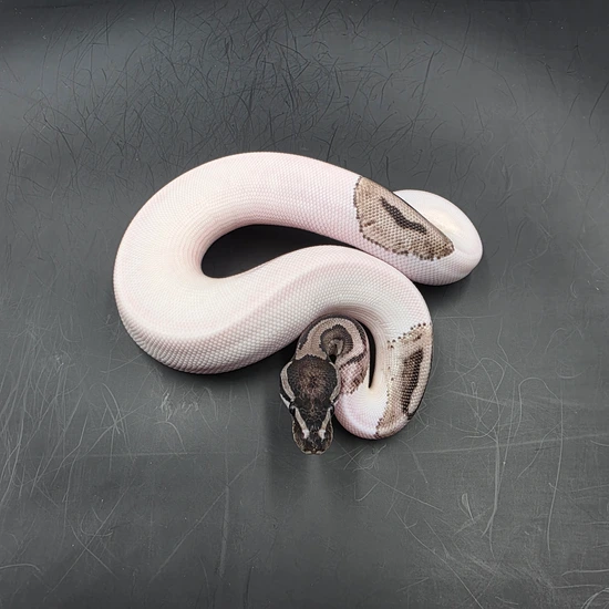 Ball Python Axanthic Pie Vpi Axanthic Pied Ball Python by BADD Reptiles