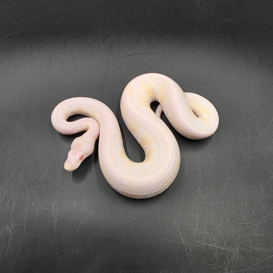 VPI SNOW Ball Python by BADD Reptiles