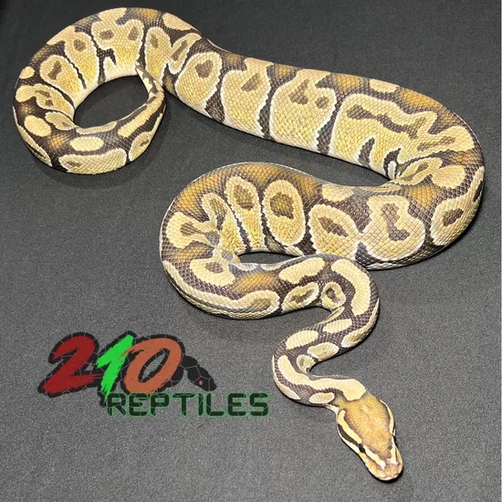210 Hypo Ball Python by 210 Reptiles