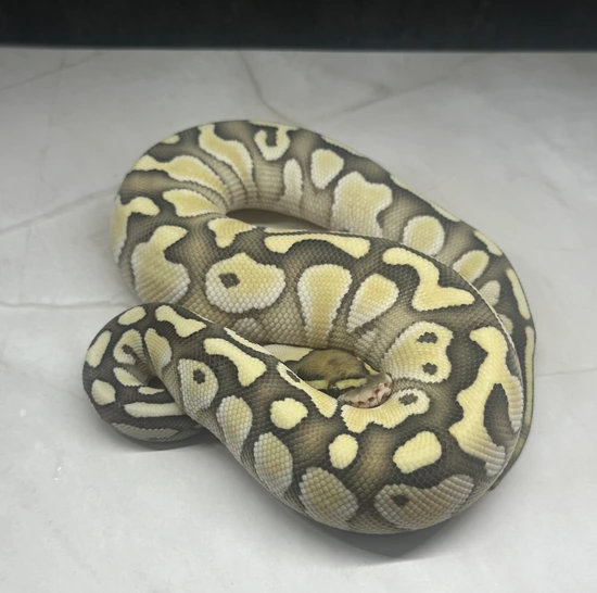 Pastel Lesser Desert Ghost DHet Sunset/Clown Ball Python by SillySerpents