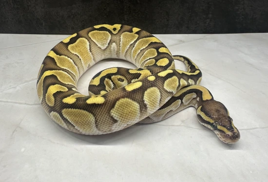 0.1 Pastel Lesser Dhet Sunset DG Ball Python by SillySerpents