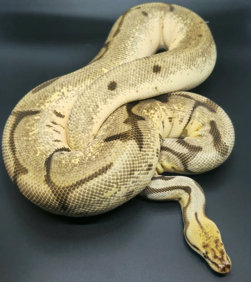 Lucifer Enchi Leopard Pastel Spider Dhet Pied Hypo Ball Python by Too ...
