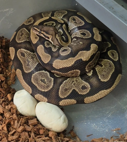 1.1 Het Candy Pied Breeding Pair Ball Python by Morph Flex Ball Pythons
