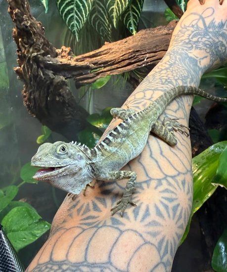 Hypsilurus Magnus Female More Lizard by 305EXOTICS