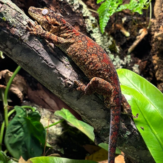 Red Blotch Gargoyle Gecko by Hamilton Herps