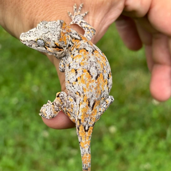 Orange Blotch Gargoyle Gecko by Hamilton Herps