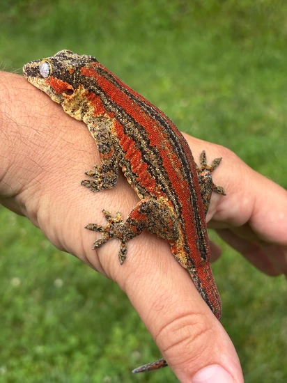 Temaki 🍣 Gargoyle Gecko by Hamilton Herps