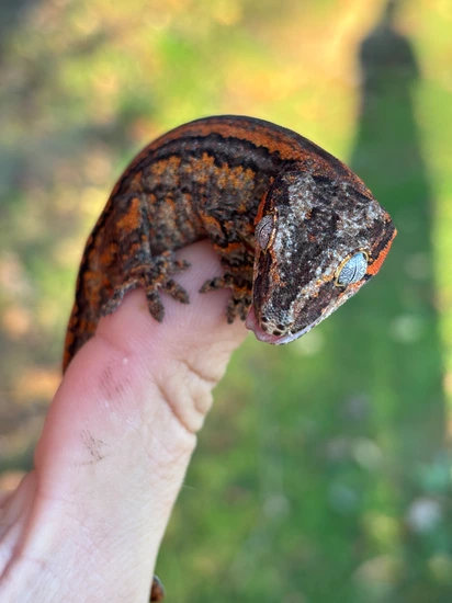 Orange Stripe W/Face Color Gargoyle Gecko by Hamilton Herps