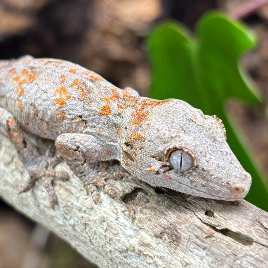Orange Blotch Gargoyle Gecko by Hamilton Herps