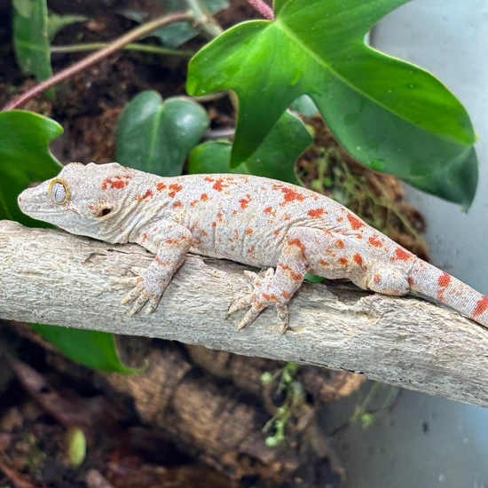 Red/Orange Blotch Gargoyle Gecko by Hamilton Herps