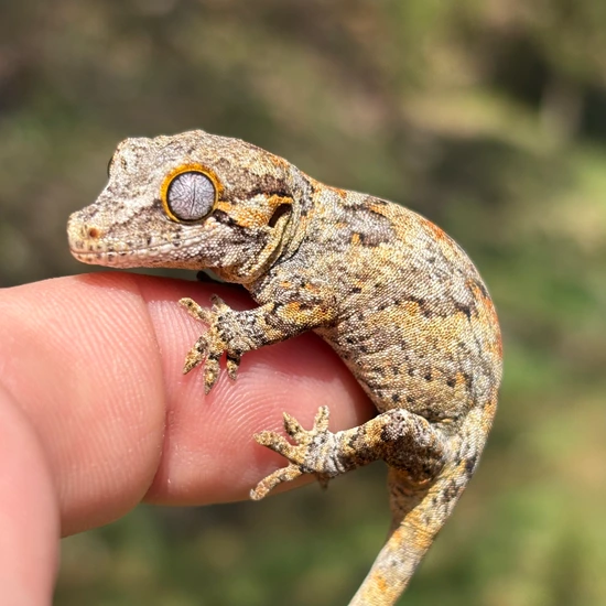 Blotch Gargoyle Gecko by Hamilton Herps