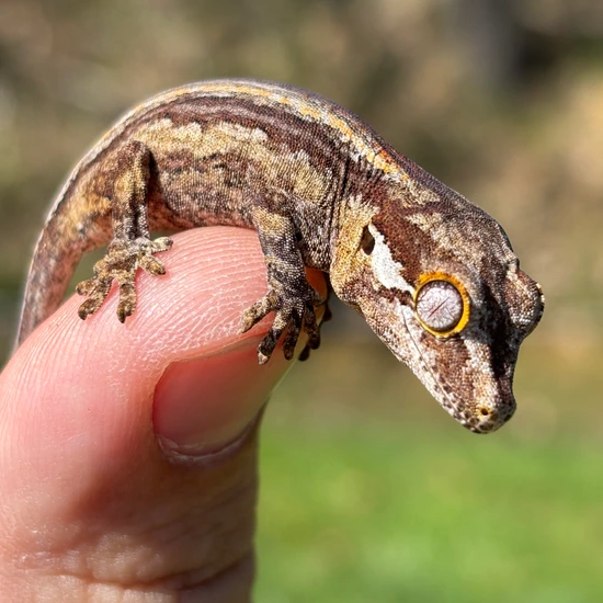 Stripe Gargoyle Gecko by Hamilton Herps