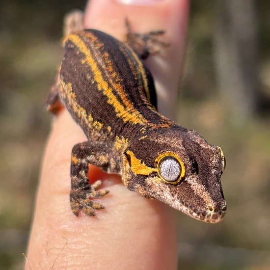 Stripe Gargoyle Gecko by Hamilton Herps