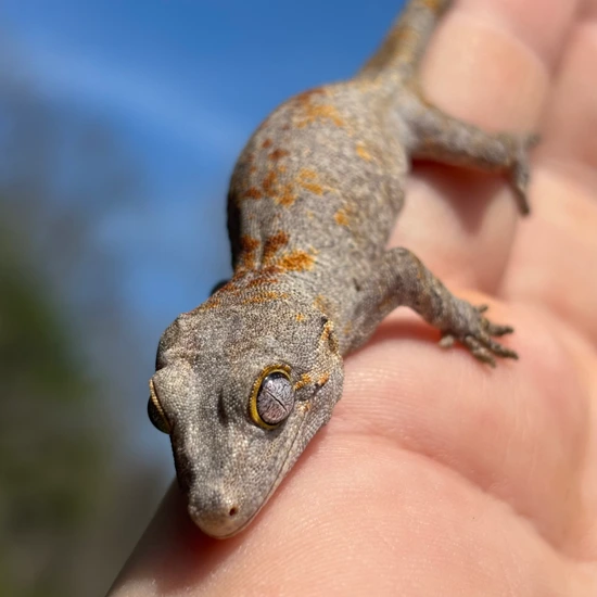 Blotch Gargoyle Gecko by Hamilton Herps