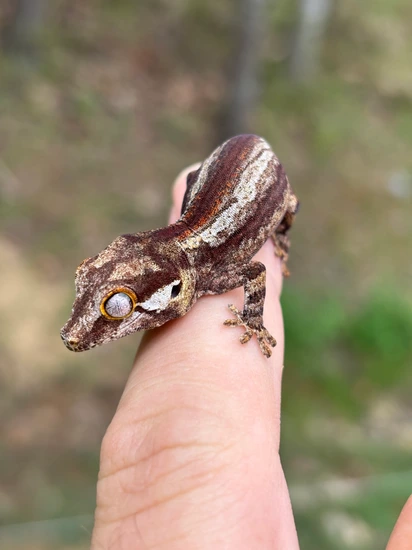 Stripe Gargoyle Gecko by Hamilton Herps