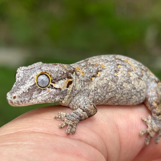 Blotch - Thunder 🌩️ X Rock 🪨 Gargoyle Gecko by Hamilton Herps