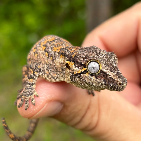 Blotch - Spicy 🌶️ X Temaki 🍣 Gargoyle Gecko by Hamilton Herps