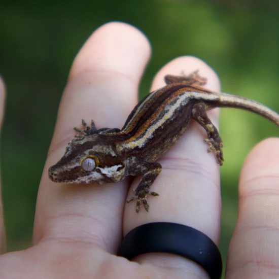 Stripe Gargoyle Gecko by Hamilton Herps