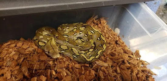 Wild Type Retic Python 75% Kalatoa 25% Jampea Wild Type Retic Reticulated Python by AJM Reptiles