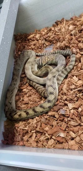 Northern Barneck Manokwari Locality Scrub Python by AJM Reptiles