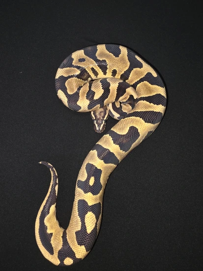 Leopard Triple Het Zebra , Hypo, DG Ball Python by 419 Morphs, LLC