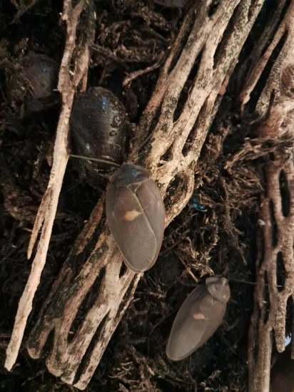 Mixed Cockroach Big Black Beetle Mimic Cockroach(Ergaula Pilosa)starter Colony 10 ...