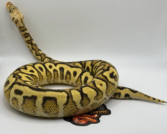 Pompeii Python 1.1 Pompeii Project Ball Python by 510 Ball Pythons