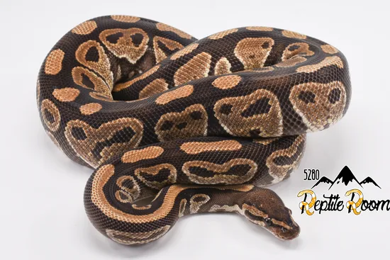 Normal 100% Het Pied Ball Python by 5280 Reptile Room