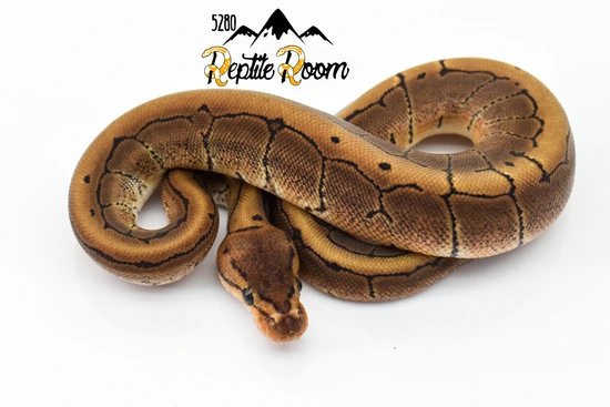 Ajax Pinstripe Ball Python by 5280 Reptile Room