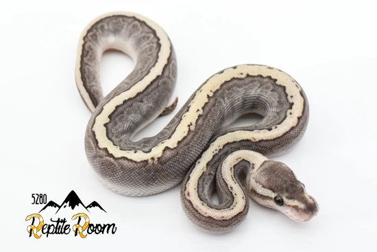 Ghi Lesser Pinstripe Possible Ajax Ball Python by 5280 Reptile Room