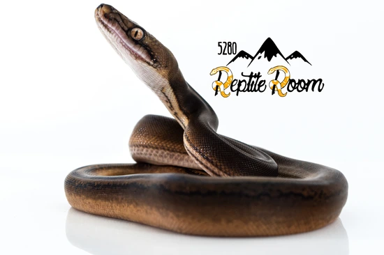 Golden Child Hogs Tiger Retic Reticulated Python by 5280 Reptile Room