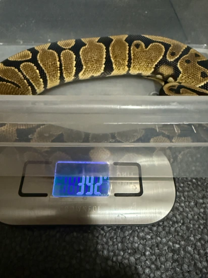 100% HT DG Ball Python by 5 Diamond Exotics