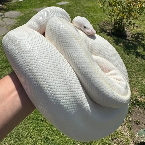 Blue Eye Leucistic Ball Python by Adrian’s Ball pythons