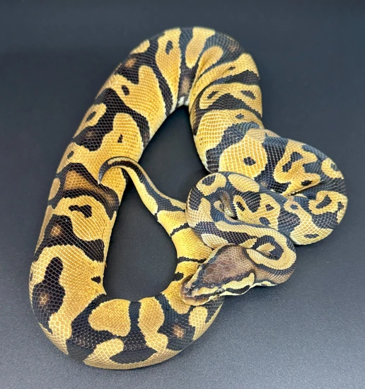 Pastel Het Sunset 50% Het Hypo Ball Python by Tom Yeager Reptiles LLC