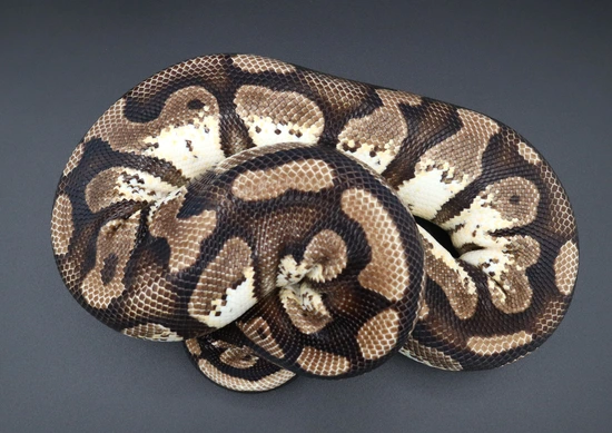 Pastel Calico Ball Python by Tom Yeager Reptiles LLC