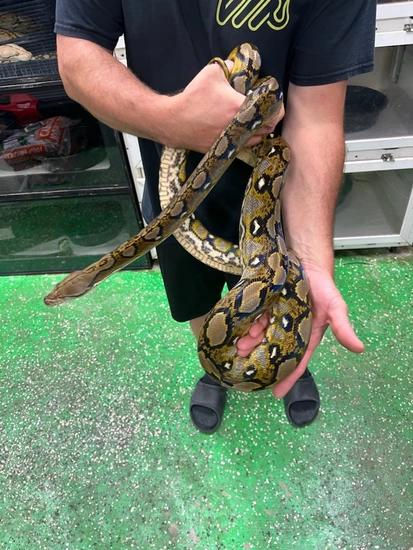 Sunfire Retic Morph Sunfire Het Purple Reticulated Python by 816 Morphs/Retic Mafia