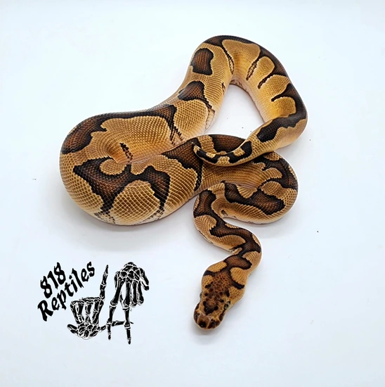 Enchi Clown 66% Het Hypo 50% Het Rainbow Ball Python by 818 Reptiles