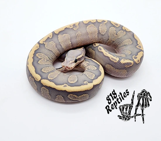 Hypo Ghi Fire Yellowbelly 66% Het Clown Ball Python by 818 Reptiles