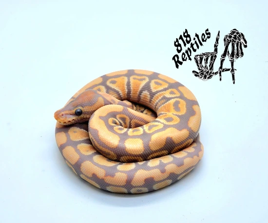 Hypo Rainbow Ball Python by 818 Reptiles
