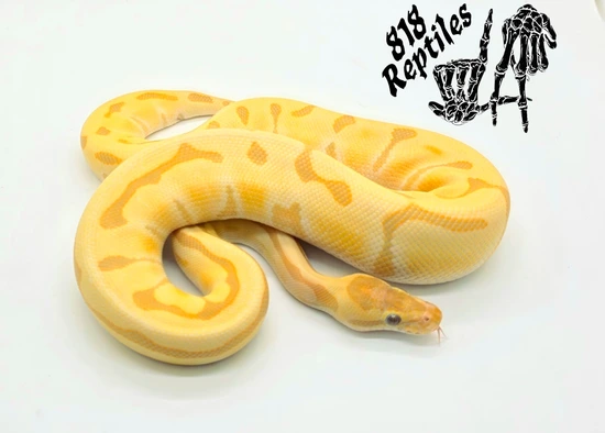Hypo Super Enchi Rainbow Ball Python by 818 Reptiles
