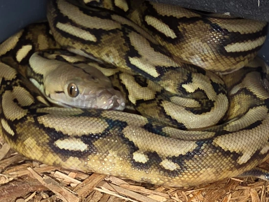 Sunfire Tiger Reticulated Python by Olszanski Reptiles