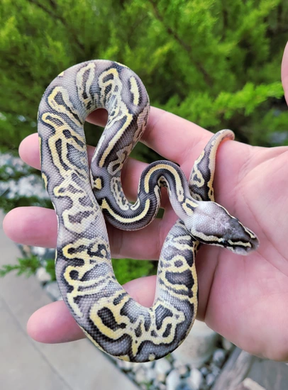 Moab Ball Python Super Pastel Fire Leopard Trick Ball Python by MOAB Pythons