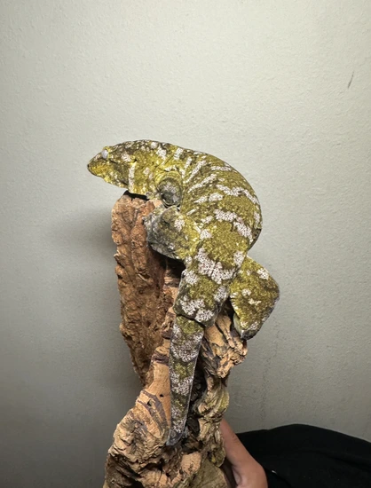 Broly Leachianus Gecko by Alpha Exotics