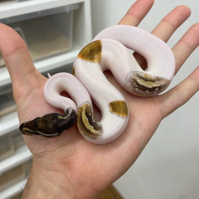 Leopard Enchi Mojave Piebald Het Clown 66% Het Hypo