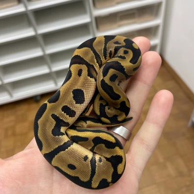 Leopard Enchi Het Clown 66% Het Pied 66% Het Hypo