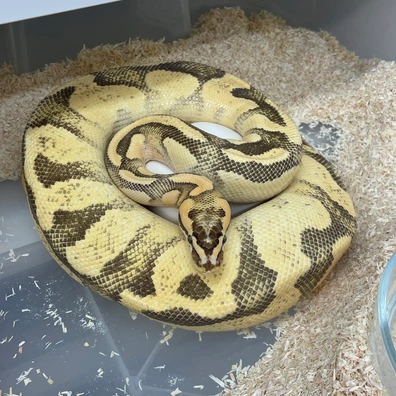 Enchi Firefly Yellow Belly