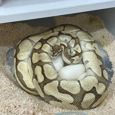 Orange Dream Butter Yellow Belly