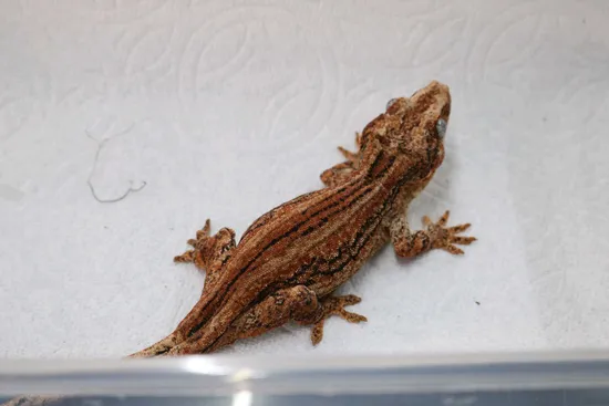 RTB Female Gargoyle Gecko by Alvarez Exotics